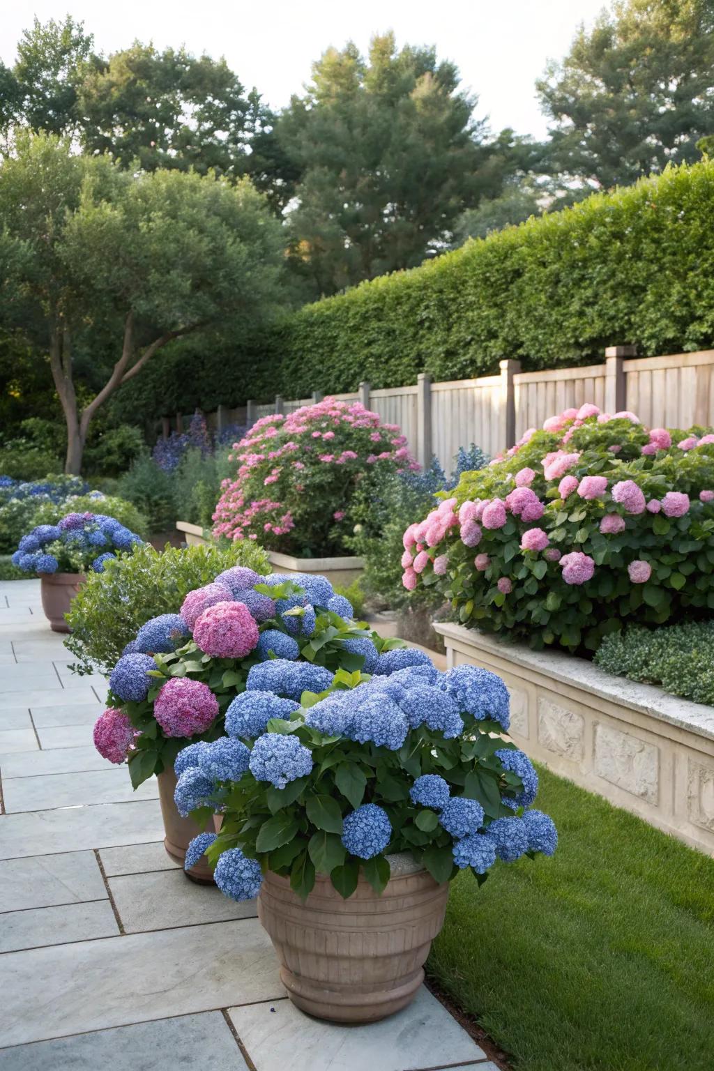 Garden bed effortlessly enhanced with the addition of container hydrangeas.