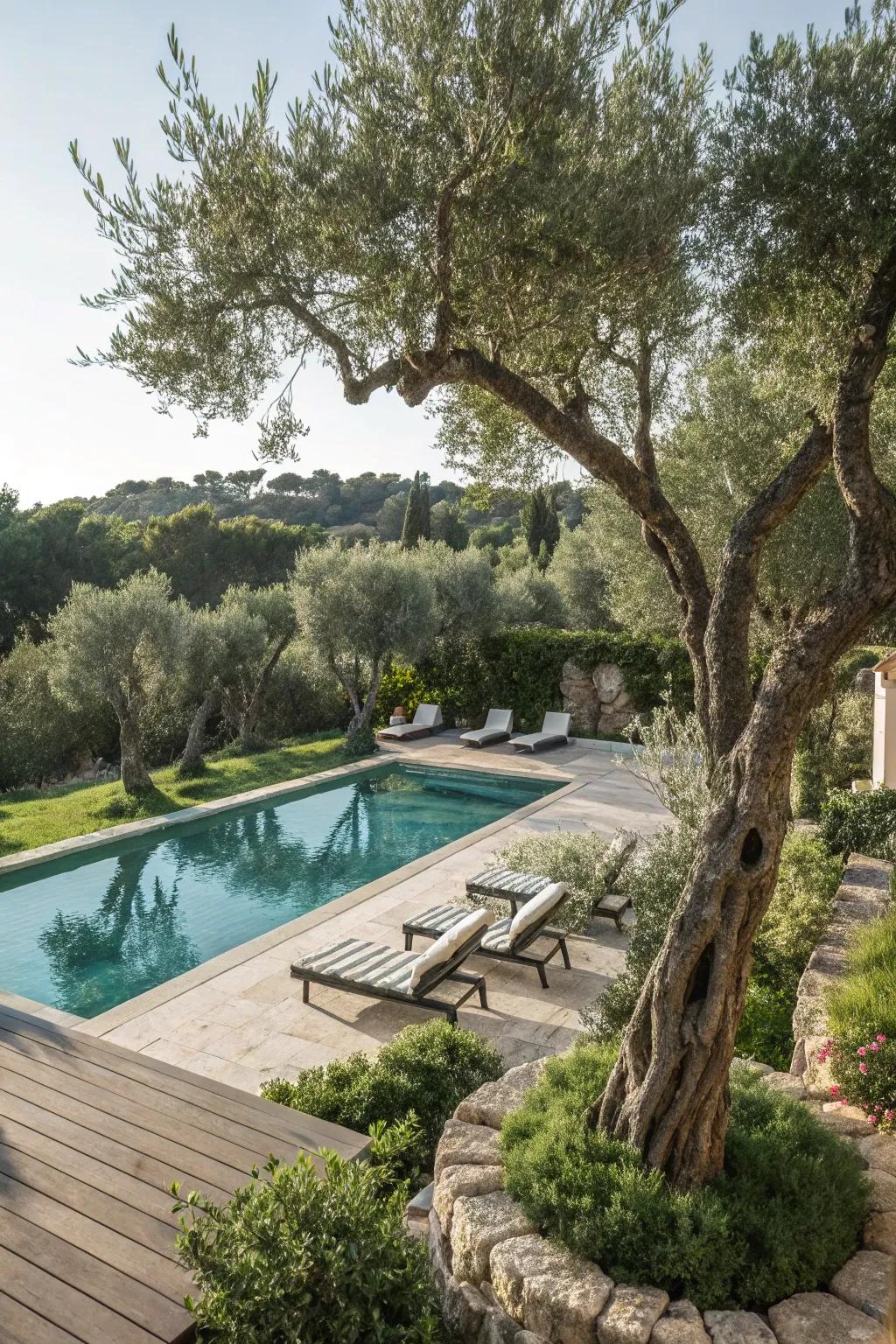 Olive trees provide a hint of Mediterranean sophistication.