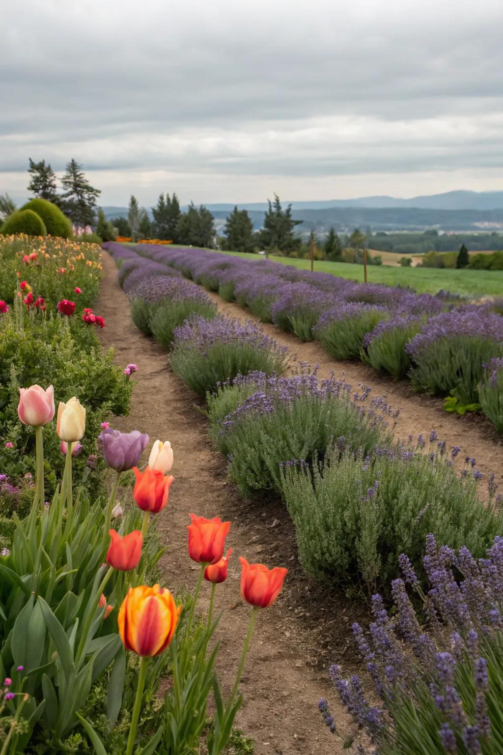 Aromatic bliss: Tulips combined with fragrant herbs.