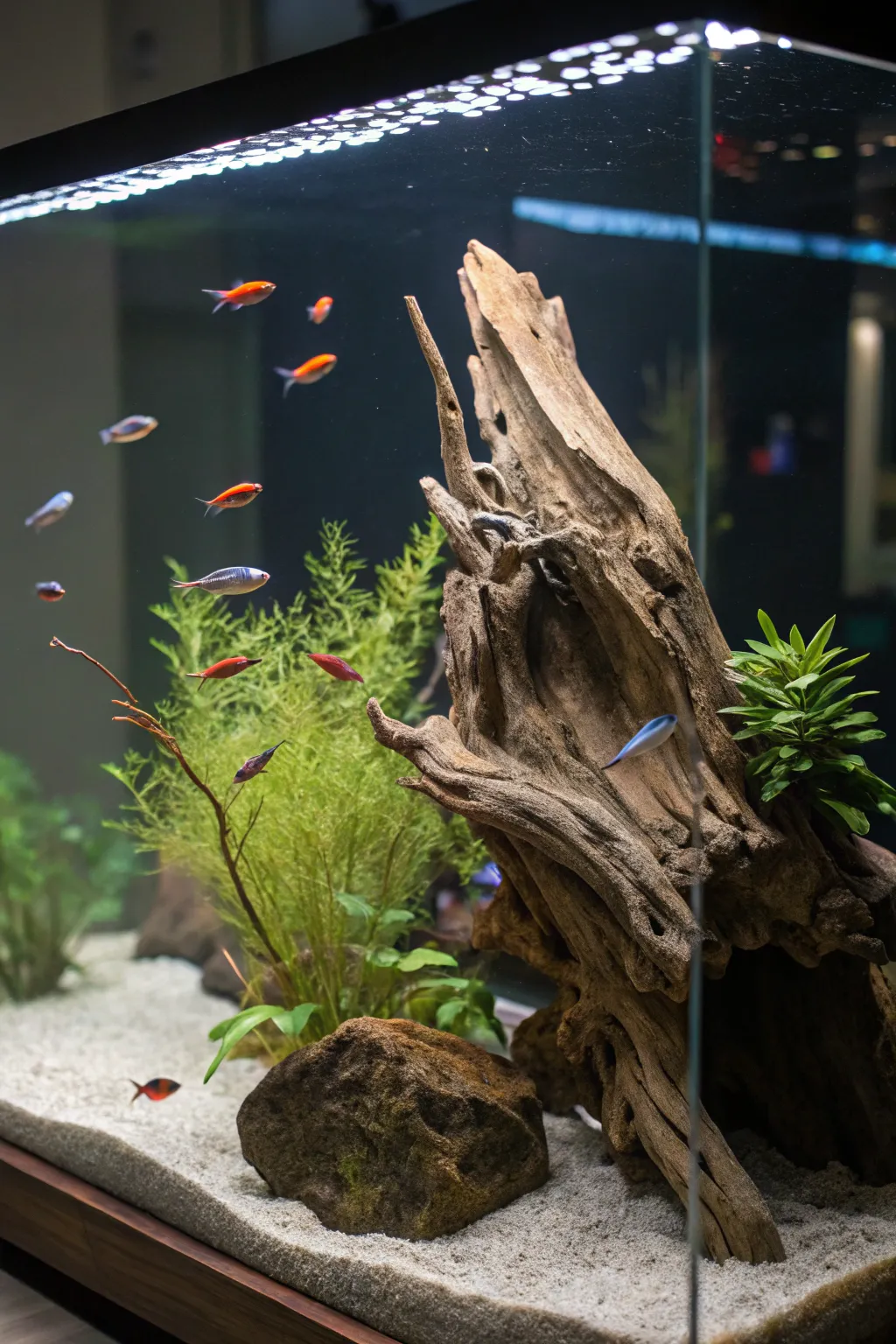 Top Decor Ideas for 29 Gallon Aquariums